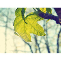 Rustic Cotton Bench fr-FR